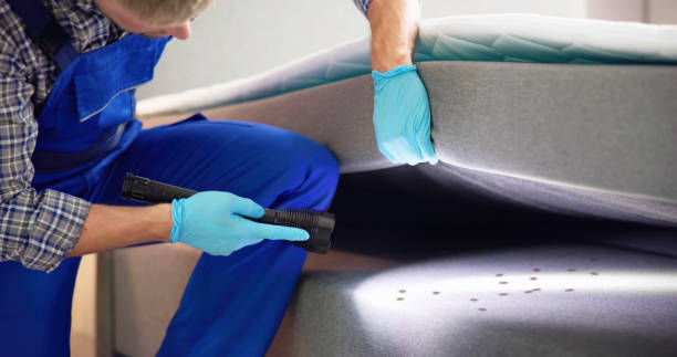Reliable San Tan Valley, AZ Pest Control Solutions