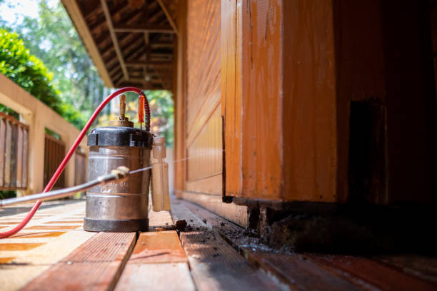 Best Ant Control Services  in San Tan Valley, AZ